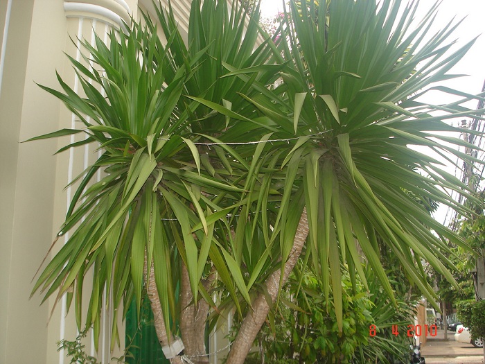 Dracaena cambodiana